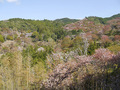 世界遺産・吉野山　眺望風呂と桜の宿　一休庵
