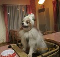伊東温泉　愛犬と泊まれる宿アップルシード
