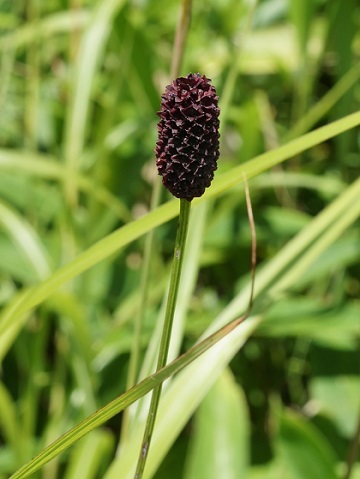ワレモコウ様 ワレモコウ。この花をお盆やお彼岸の飾り花にします。花の博物誌