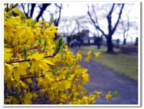 花見 桜 名所 穴場 オススメ スポット 家族 東京 葛飾区 小菅 2013 公園 小菅西公園 小菅水再生センター 堀切菖蒲園駅 綾瀬駅 012.jpg