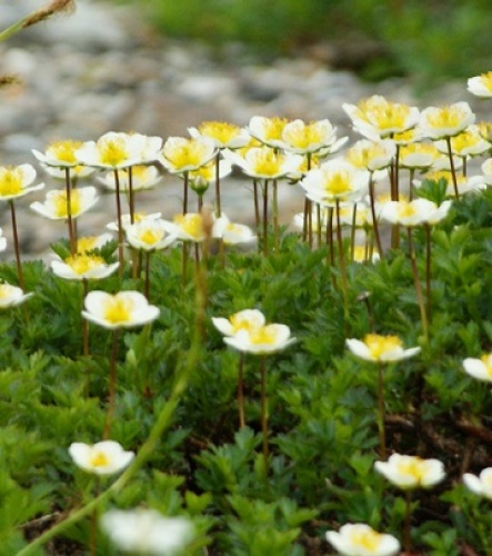 高山で白い花をつけて群落するチングルマ 白い花の高山植物の代表がハクサンイチゲでありチングルマだ 立山連峰の登山基地 室堂平から一の越への登山道で撮影した 計量計測データバンク とその情報 楽天ブログ