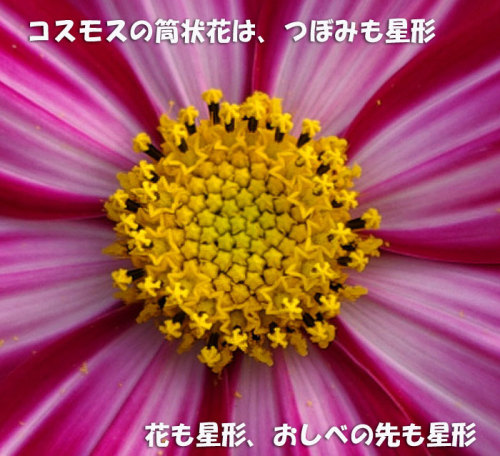コスモスの花の筒状花 Kororin日記 楽天ブログ