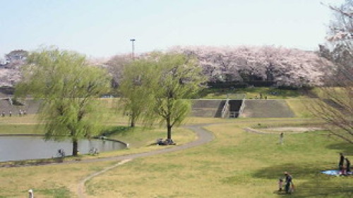 大宮第二公園でお花見してきました ネコ様とガーデニング 楽天ブログ