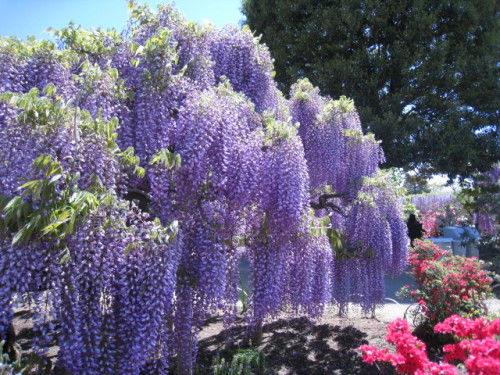 2013_0502_123247-IMG_1805.JPG
