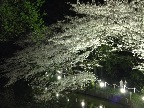 2015夜桜.jpg