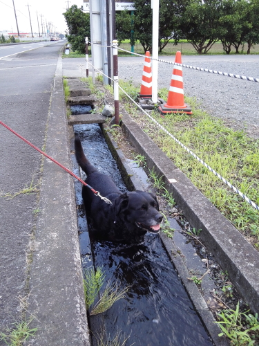 ポケモンgo夢中の黒犬 川に落ちる 足柄山徘徊 楽天ブログ