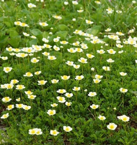 高山で白い花をつけて群落するチングルマ 白い花の高山植物の代表がハクサンイチゲでありチングルマだ 立山連峰の登山基地 室堂平から一の越への登山道で撮影した 計量計測データバンク とその情報 楽天ブログ