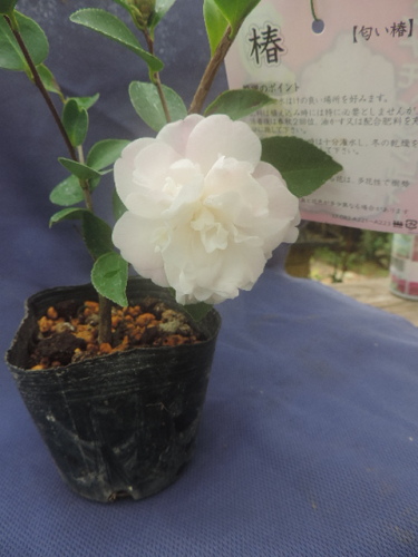 匂い椿 シナモンシンディー 田舎の花屋日記 楽天ブログ