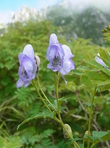 身近な有毒植物17 ヤマトリカブト 裏庭のおしゃべり 楽天ブログ