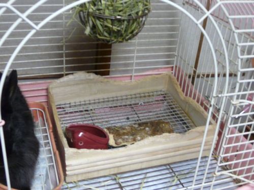 ラブ