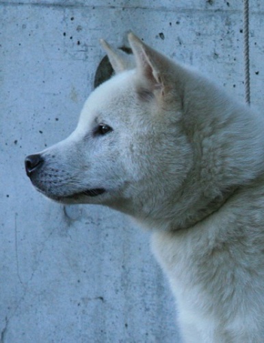 日本の犬 紀州犬の生後６ヵ月の横顔 紀州犬は美しい 計量計測データバンク とその情報 楽天ブログ