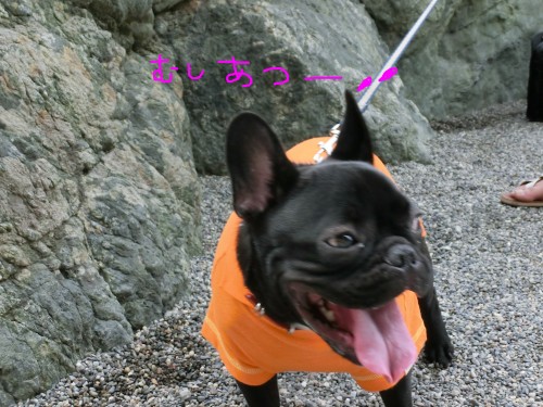 むしあつー.jpg