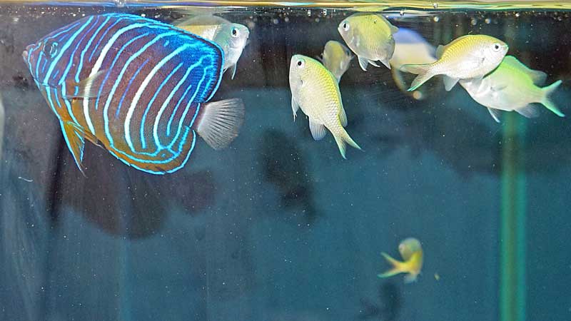 ヤッコの変幻トリオ | 湘南水族館〜犬バカの魚好き - 楽天ブログ