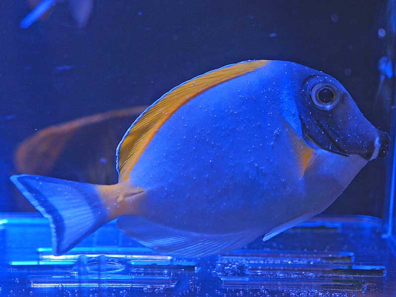 治らない白点、ひょっとしてコショウ | 湘南水族館〜犬バカの魚好き - 楽天ブログ