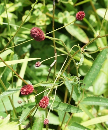 ワレモコウ様 ワレモコウ。この花をお盆やお彼岸の飾り花にします。花の博物誌