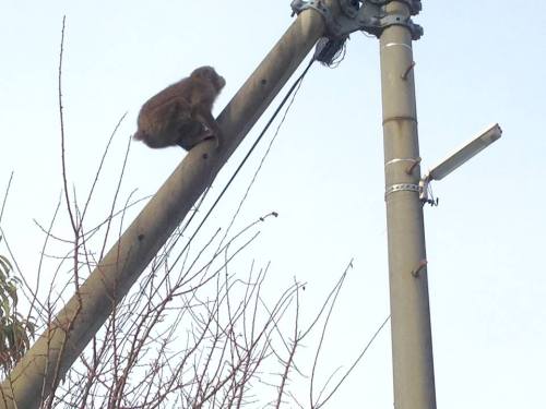 11-29 1.逃げるお猿さん
