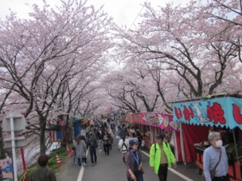 墨俣桜まつりイベントが開催されました 週末イベント報告１ 大垣市ブログ 楽天ブログ