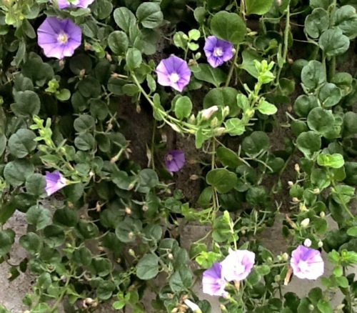 夏が近いことを告げる花 巡る季節にたね蒔いて 流れる時間の中のひとり言 楽天ブログ