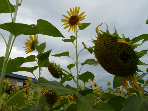 P1080016.JPG