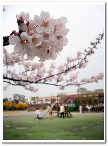 花見 桜 名所 穴場 オススメ スポット 家族 東京 葛飾区 小菅 2013 公園 小菅西公園 小菅水再生センター 堀切菖蒲園駅 綾瀬駅 014.jpg