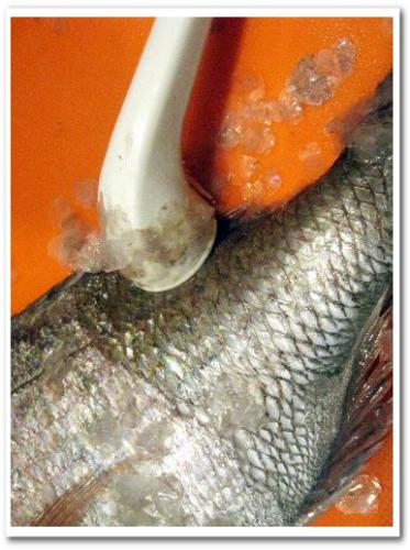 魚のうろこ(鱗)の簡単な取り方 名光通信社 R-Mうろこ取り 009.jpg