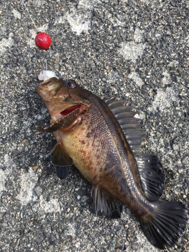 16 4 3 増毛港 先週に続き穴釣りからの夕まずめアブ連発 Mashike Fishing 楽天ブログ