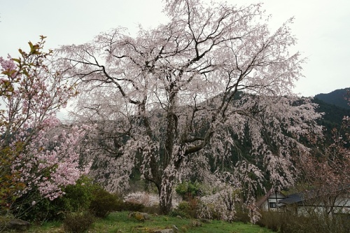 湯の山温泉桜まつり 大ボケ日記 楽天ブログ