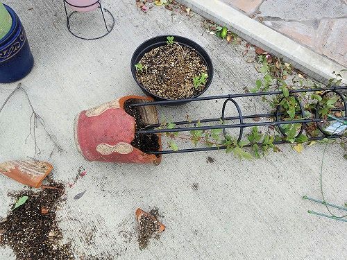 風に抵抗性のある鉢スタンド 今日のできごと 楽天ブログ