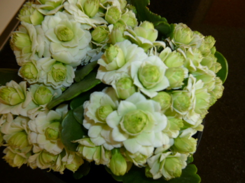 白い花 カランコエ クイーンローズ パリ 白八重 心地よい暮らしに 楽天ブログ