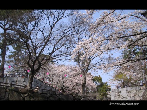 2 cherry tree groveland ma roadside cherry trees in japan the cherry blossom season 満開桜 お買い物 満々美人 楽天ブログ 2 cherry tree groveland ma roadside cherry trees in japan the cherry blossom season 満開桜 お買い物 満々美人 楽天ブログ