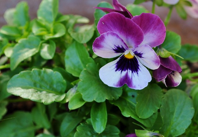 ブランドビオラの花苗どう違う？ | 晴れの国から花だより - 楽天ブログ