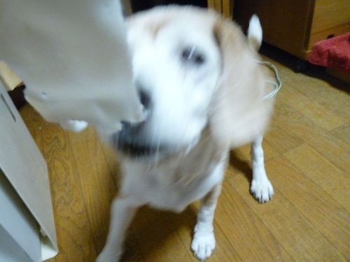 P1070955はんぺん.jpg