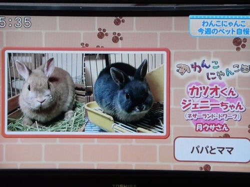 テレビ
