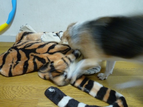 P1070890襲われる.jpg