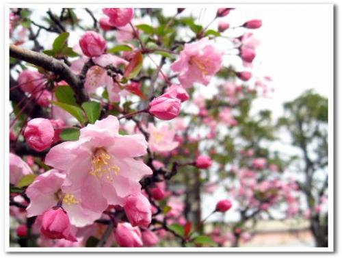 花見 桜 名所 穴場 オススメ スポット 家族 東京 葛飾区 小菅 2013 公園 小菅西公園 小菅水再生センター 堀切菖蒲園駅 綾瀬駅 010.jpg