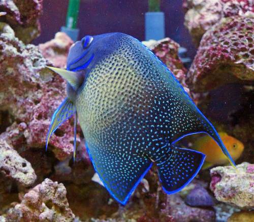 ボスの座は譲れない 湘南水族館 犬バカの魚好き 楽天ブログ