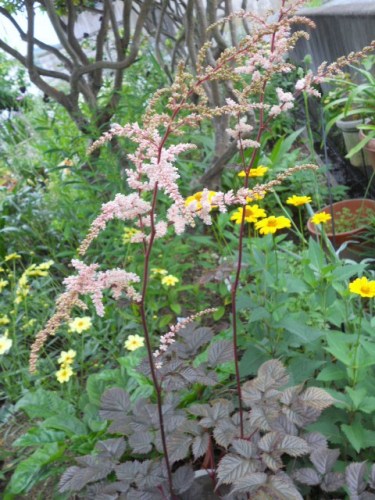 アスチルベとエキナセア色々 四季のお花たちとの暮らし 楽天ブログ