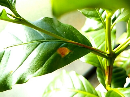 コーヒーの木 まだらに茶色い下葉が目に余る お買いもの 楽天ブログ