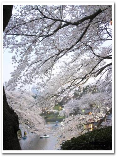 花見 桜 名所 オススメ スポット 東京 2013 九段下駅 千鳥ヶ淵 夜桜 ライトアップ デート 006.jpg