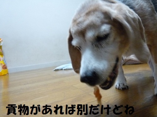 P1080240貢物.jpg