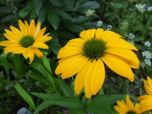 アスチルベとエキナセア色々 四季のお花たちとの暮らし 楽天ブログ