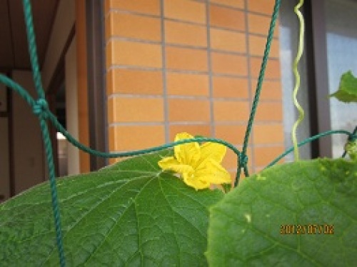 IMG_2550きゅうりの花.jpg
