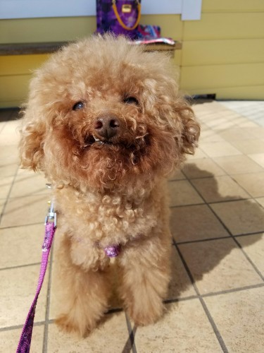 元保護犬ボン君の歯 ちよとチワワと 時々あたしの病気 楽天ブログ