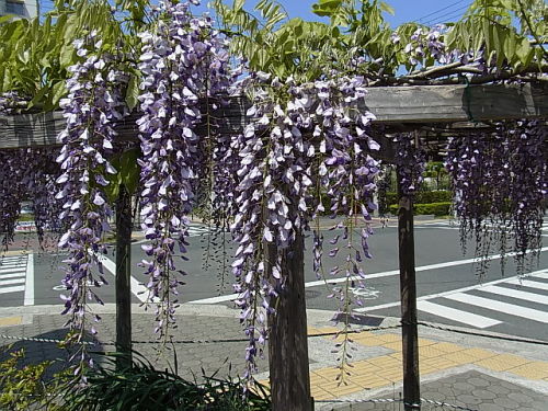 R0011809.JPG