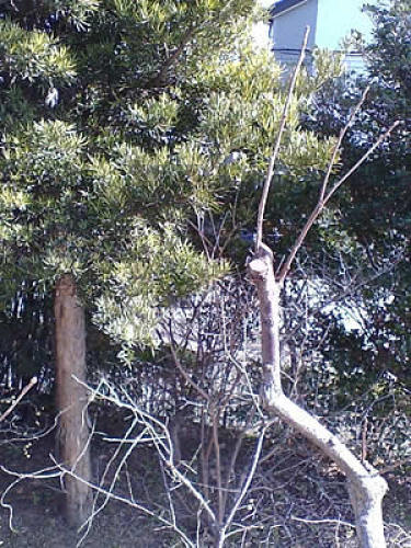 柿木剪定2.jpg