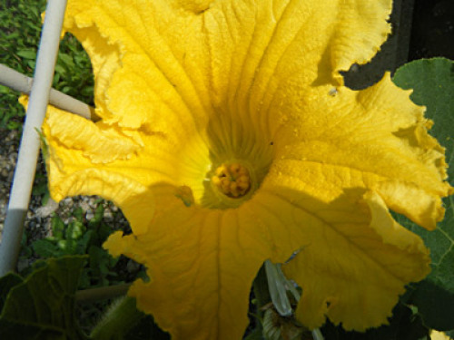 DSCF0616.jpg