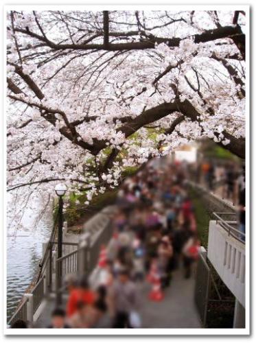花見 桜 名所 オススメ スポット 東京 2013 九段下駅 千鳥ヶ淵 夜桜 ライトアップ デート 005.jpg