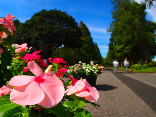 水元公園2012.9.24 046.jpg