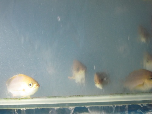 IMG_4091魚.jpg