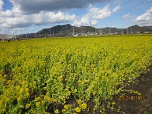 IMG_1673菜の花.jpg
